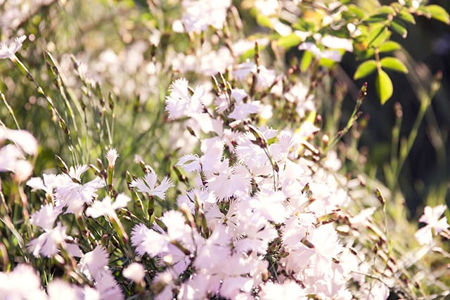 appreciating flowers by helena la petite