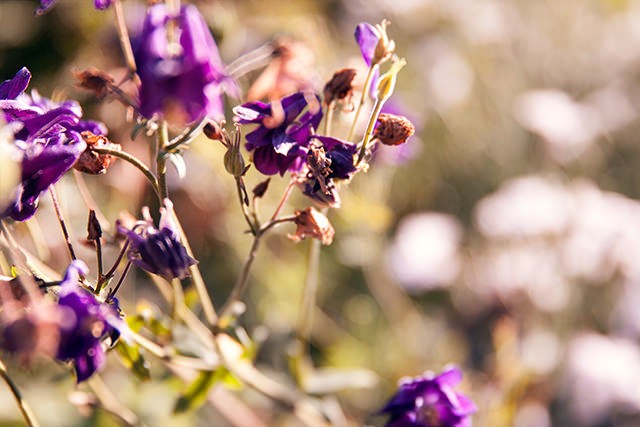 apprecitating flowers by helena la petite