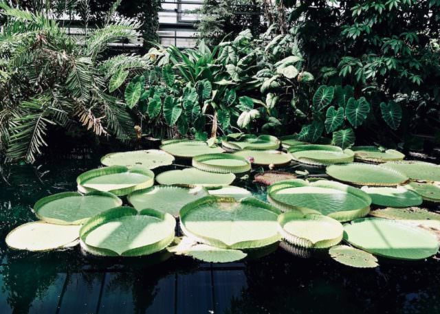 Der Botanische Garte in Bonn