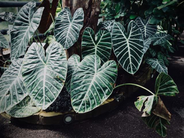 Der Botanische Garte in Bonn