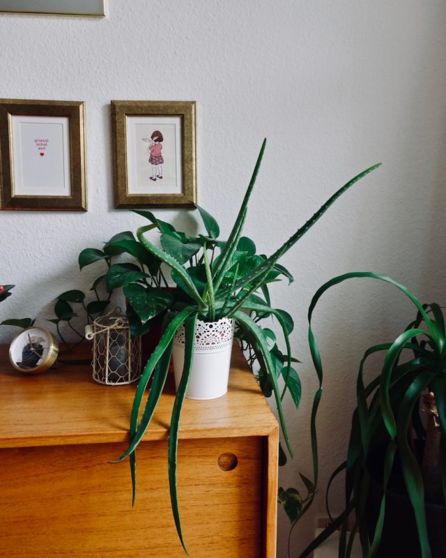 Letting nature inside: A cupboard with lots of plants